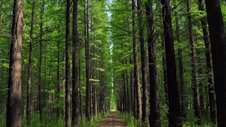 森氧之地，秋游必选！金湖万亩水上森林，真的别有趣味