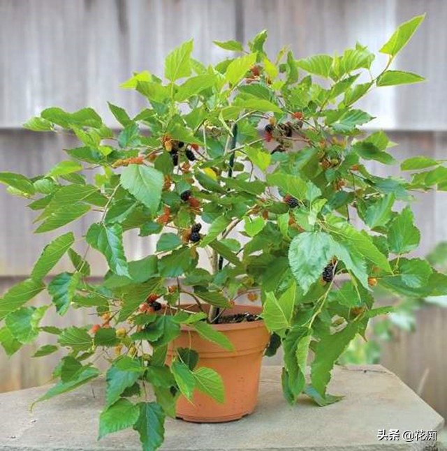 桑树怎么养成盆景,家里养不住植物是不是风水不好