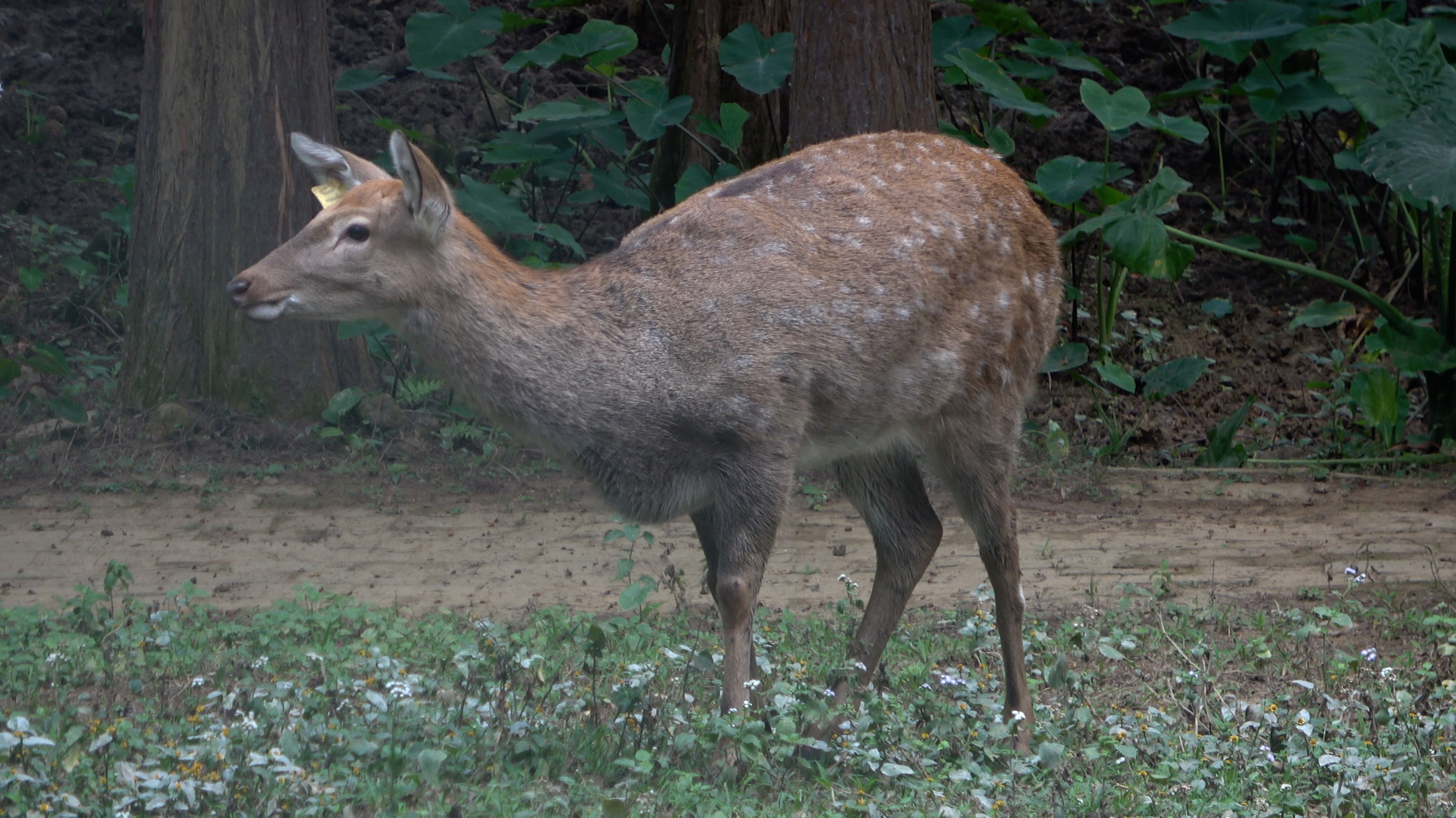 森波拉森林景区,广东清远森波拉旅游度假区