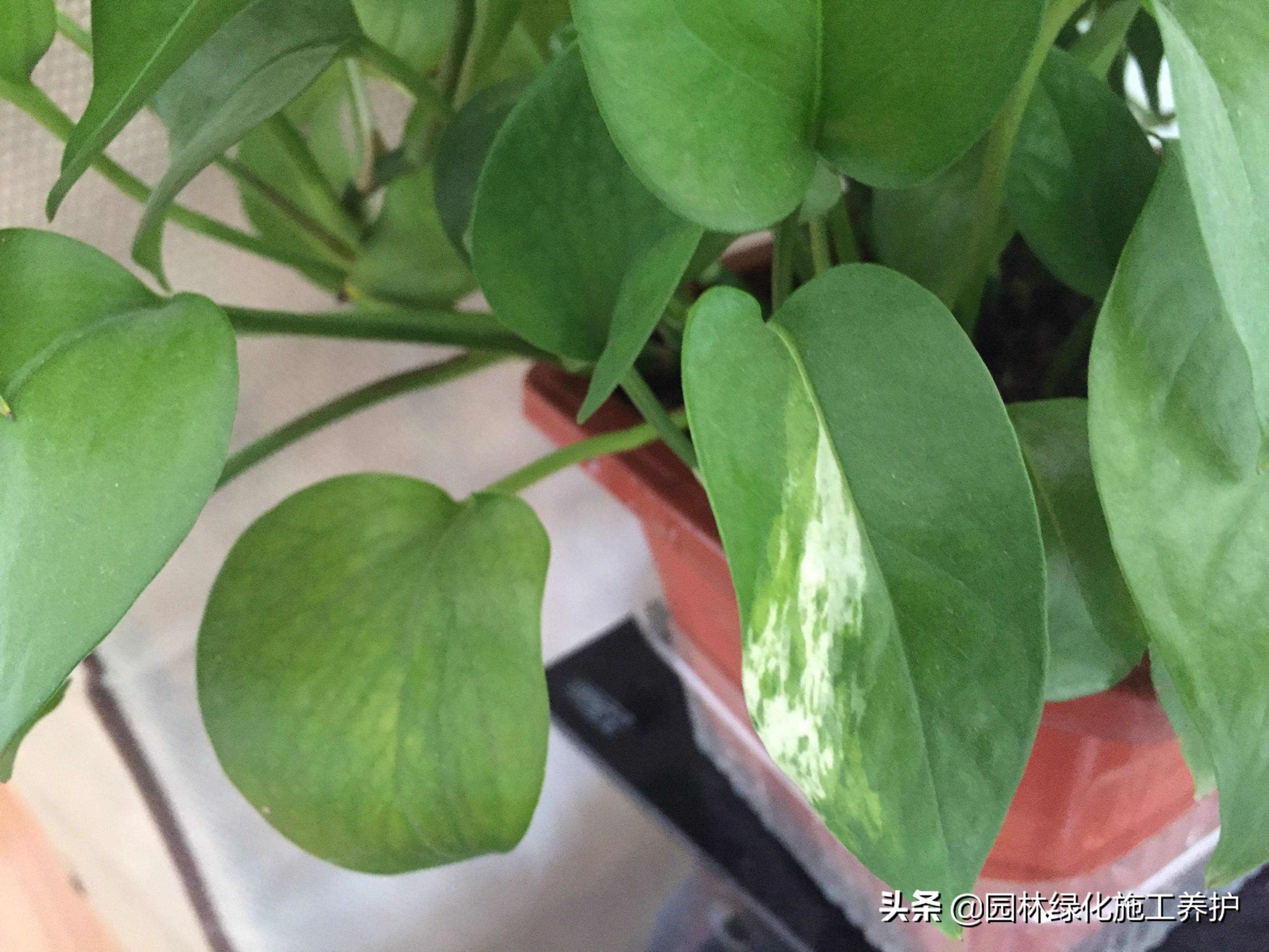 绿萝叶子发紫快速补救方法,绿萝叶子冬天蔫了变软怎么回事