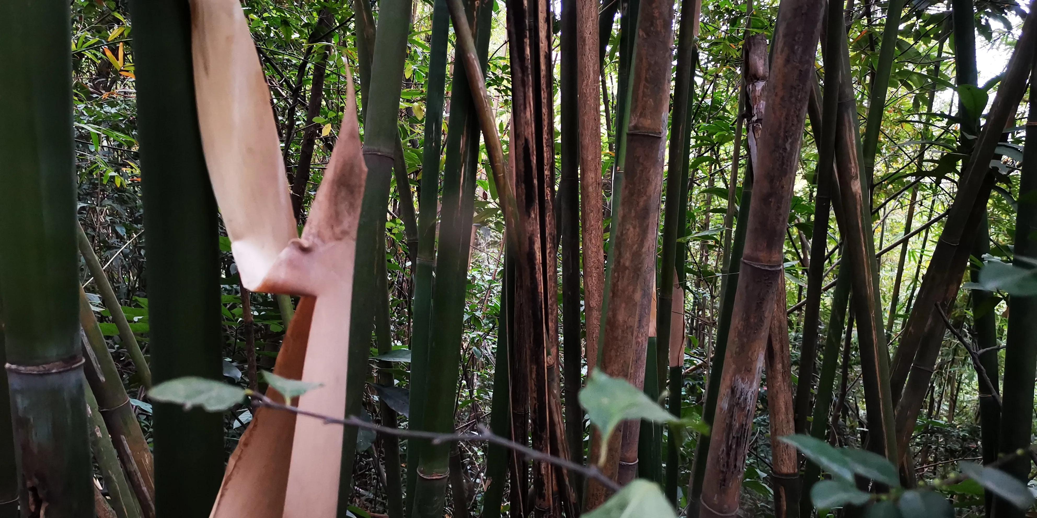 云山诗意一期,云山诗意满汉全席