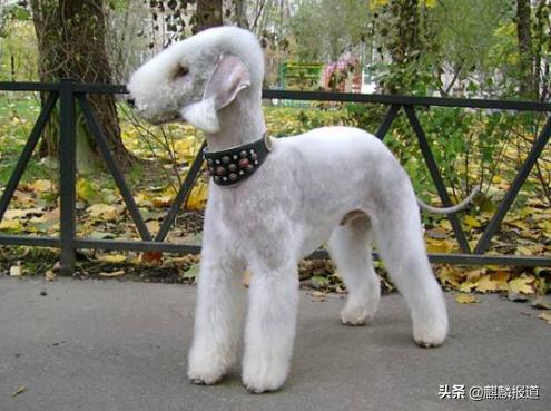 金毛禁养犬名单曲靖,曲靖麒麟区城区养犬标准规定