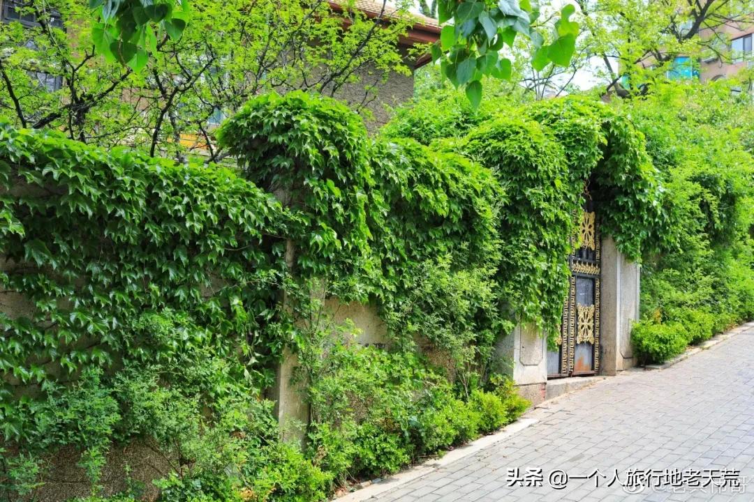 北方这座海滨老城，樱花不输日本，浪漫更胜巴黎