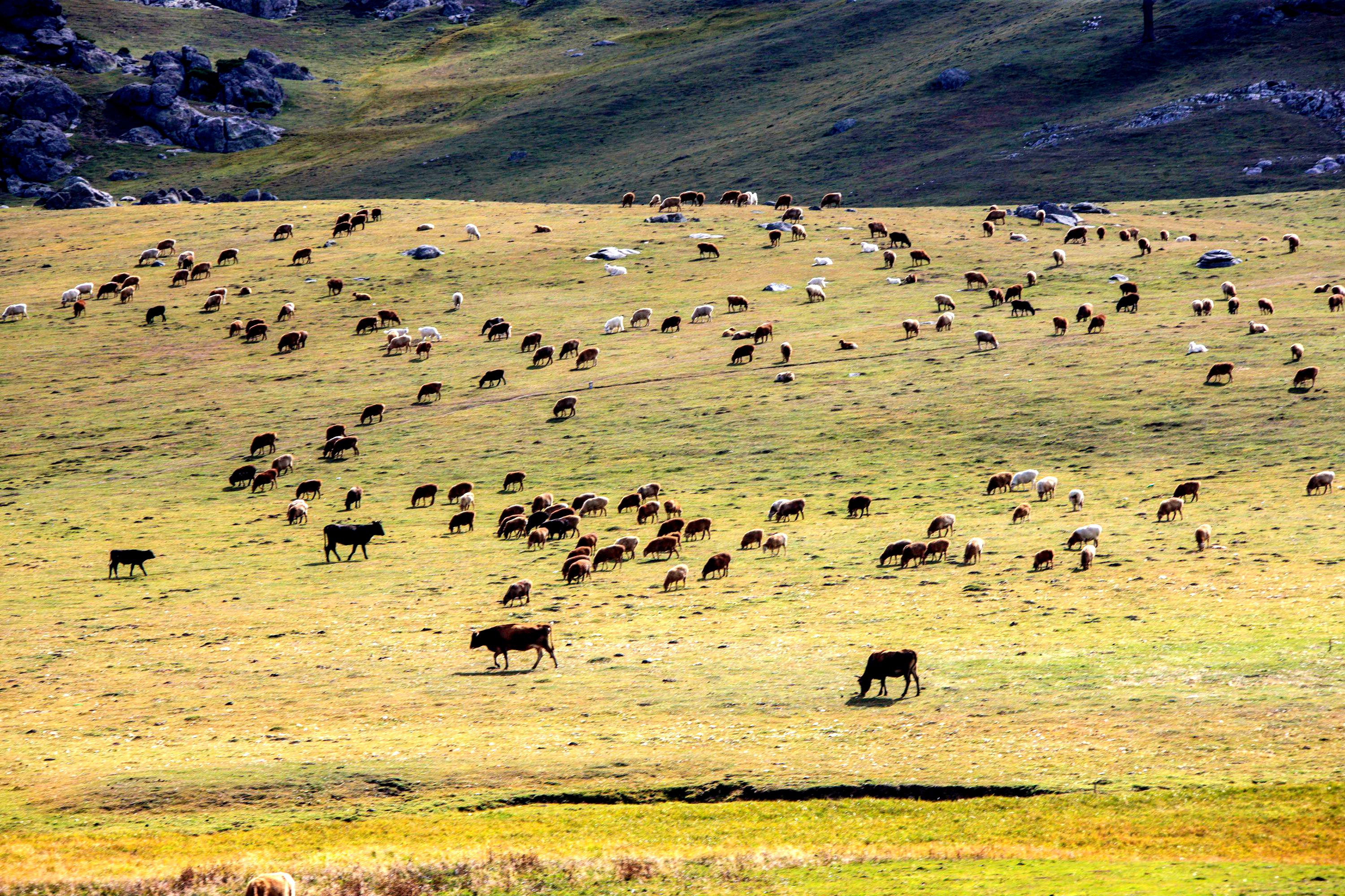 南山牧场，未曾改变的山水未曾改变的哈萨克人，织成的画卷真美