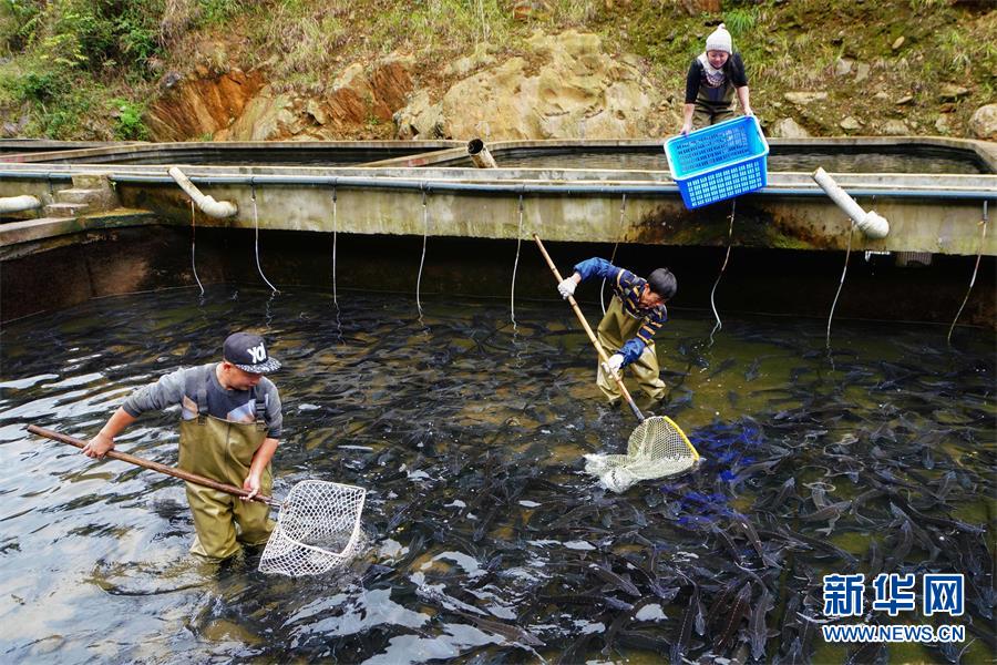 美人鱼白手起家,美人鱼创业