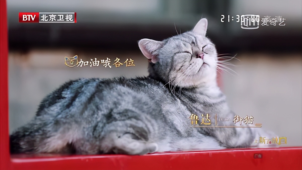 养宠物的人内心都是孤独的吗,养宠物真的可以缓解孤独吗