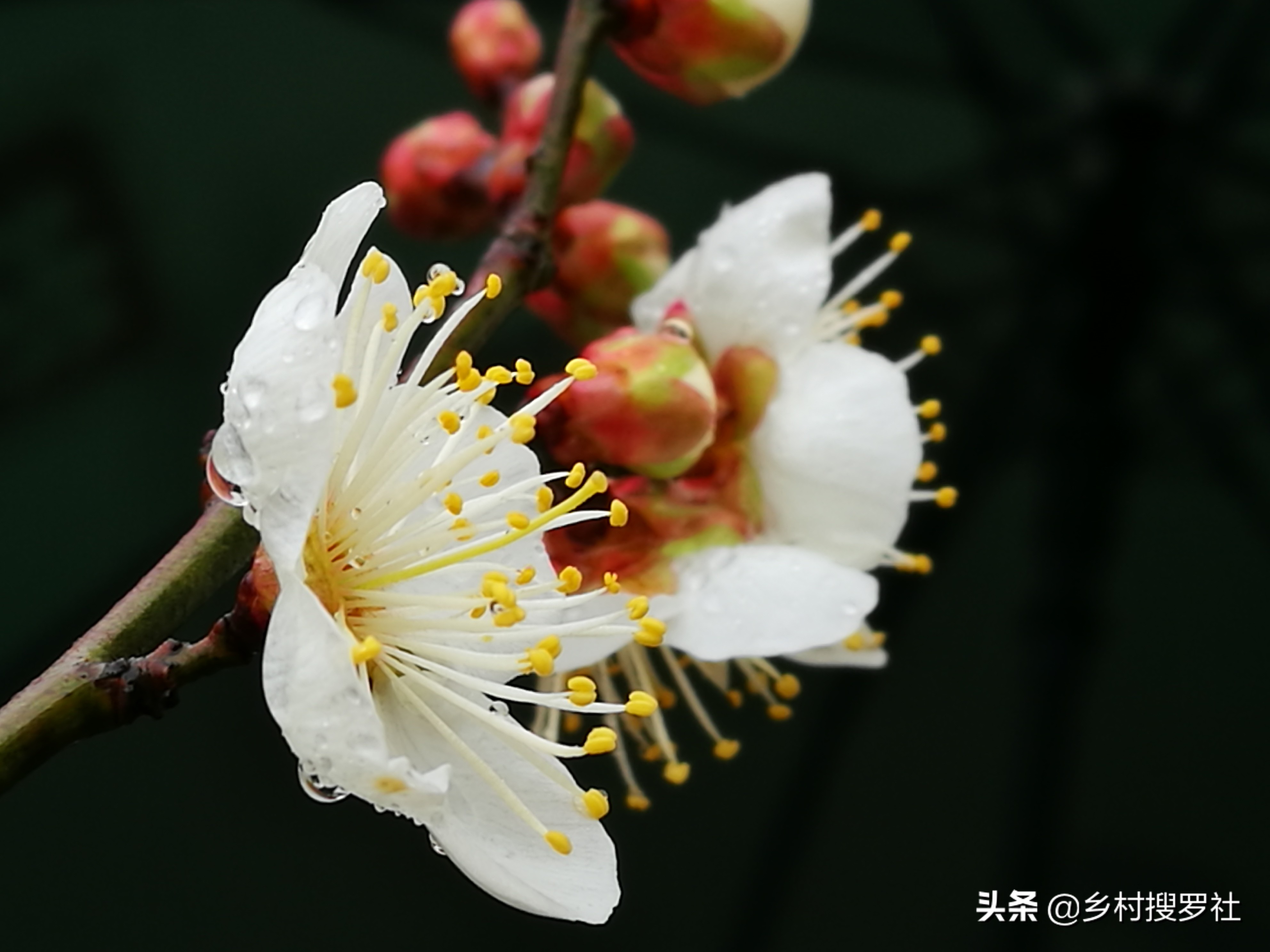 梅花和牡丹哪一个适合当作国花,梅花牡丹哪个作为国花