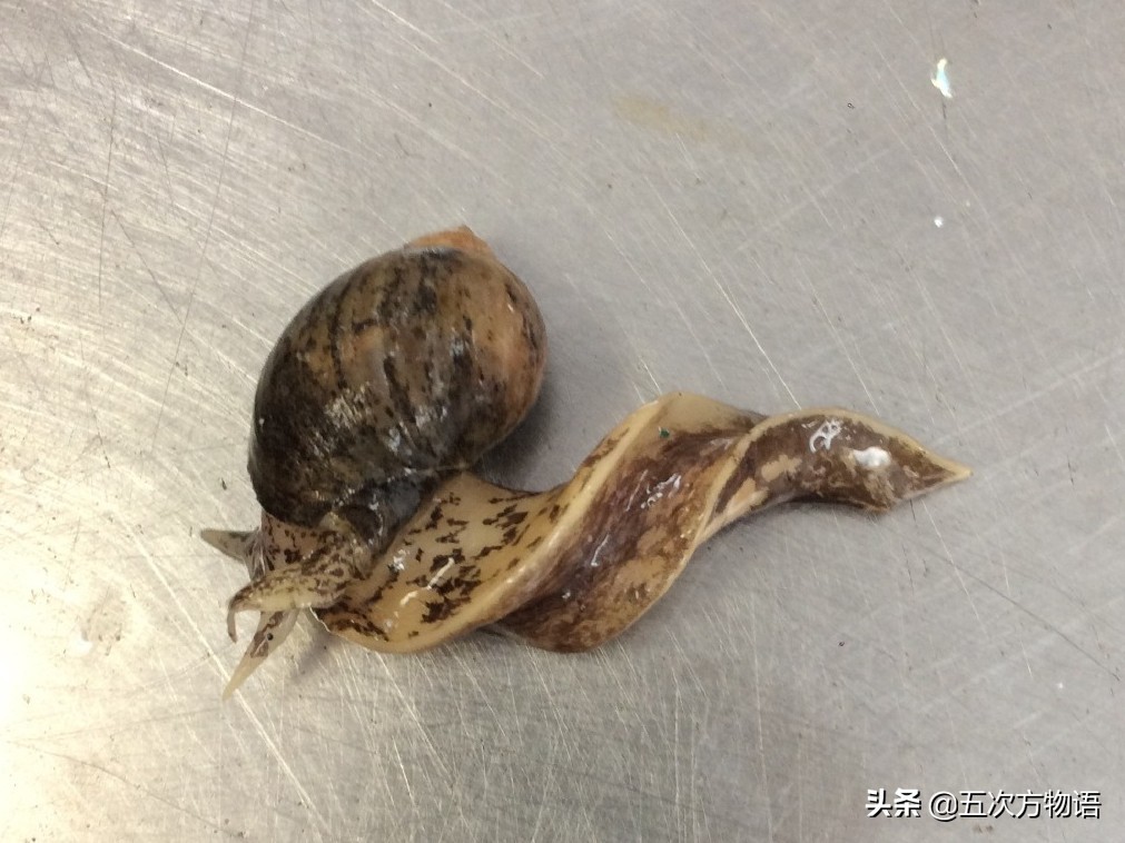 关于鲍鱼的科学知识,鲍鱼的知识和讲解