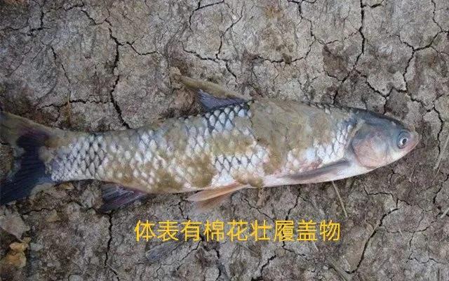 鱼塘水霉病是什么原因引起的,鱼塘爆发水霉