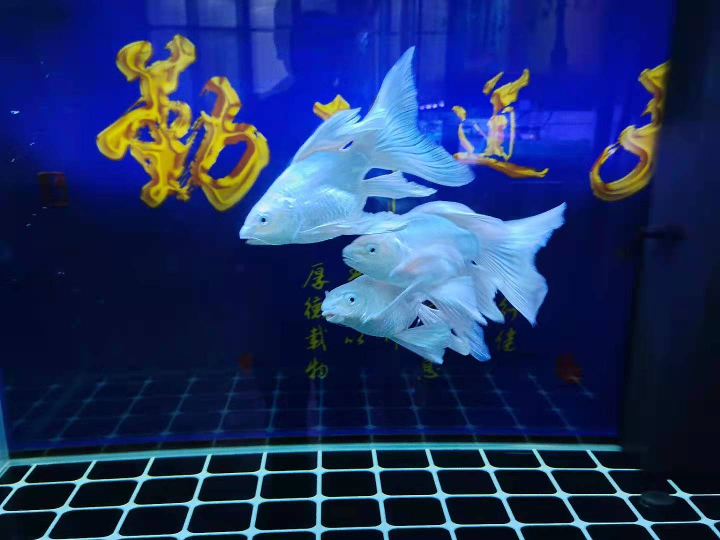 观赏鱼翻肚怎么救,观赏鱼翻了怎么回事