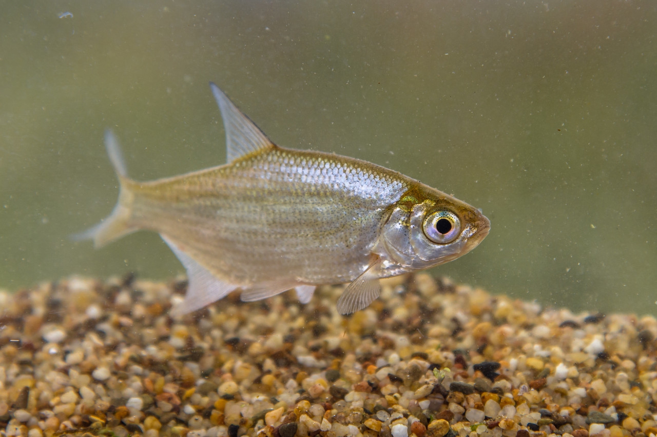 钓大鱼打截口技巧,野钓离底钓鱼怎么抓口最准确