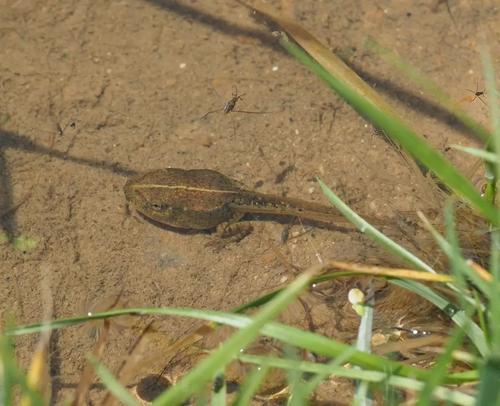 华农园养殖赚钱吗,华农园青蛙的养殖方法