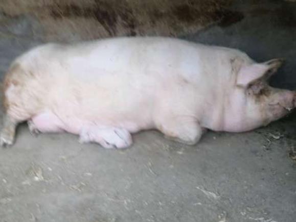 为什么母猪产后站不起来,母猪产后三天站不起来怎么办