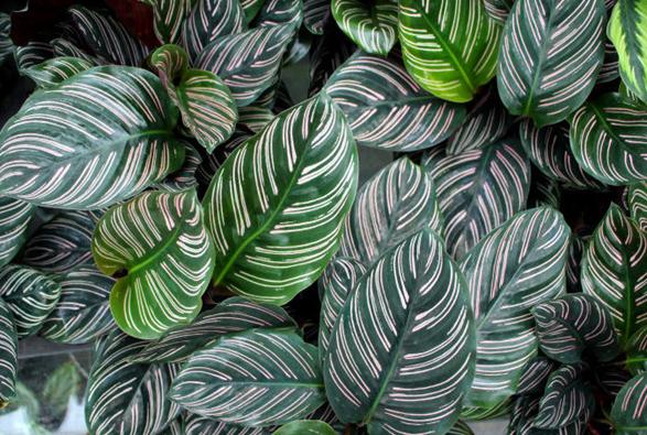 天鹅绒竹芋冻伤怎样修剪,竹芋抗冻吗