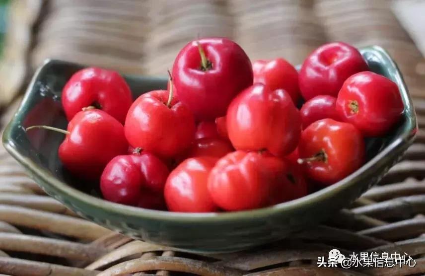 针叶樱桃不是樱桃,针叶樱桃与山樱桃一样吗