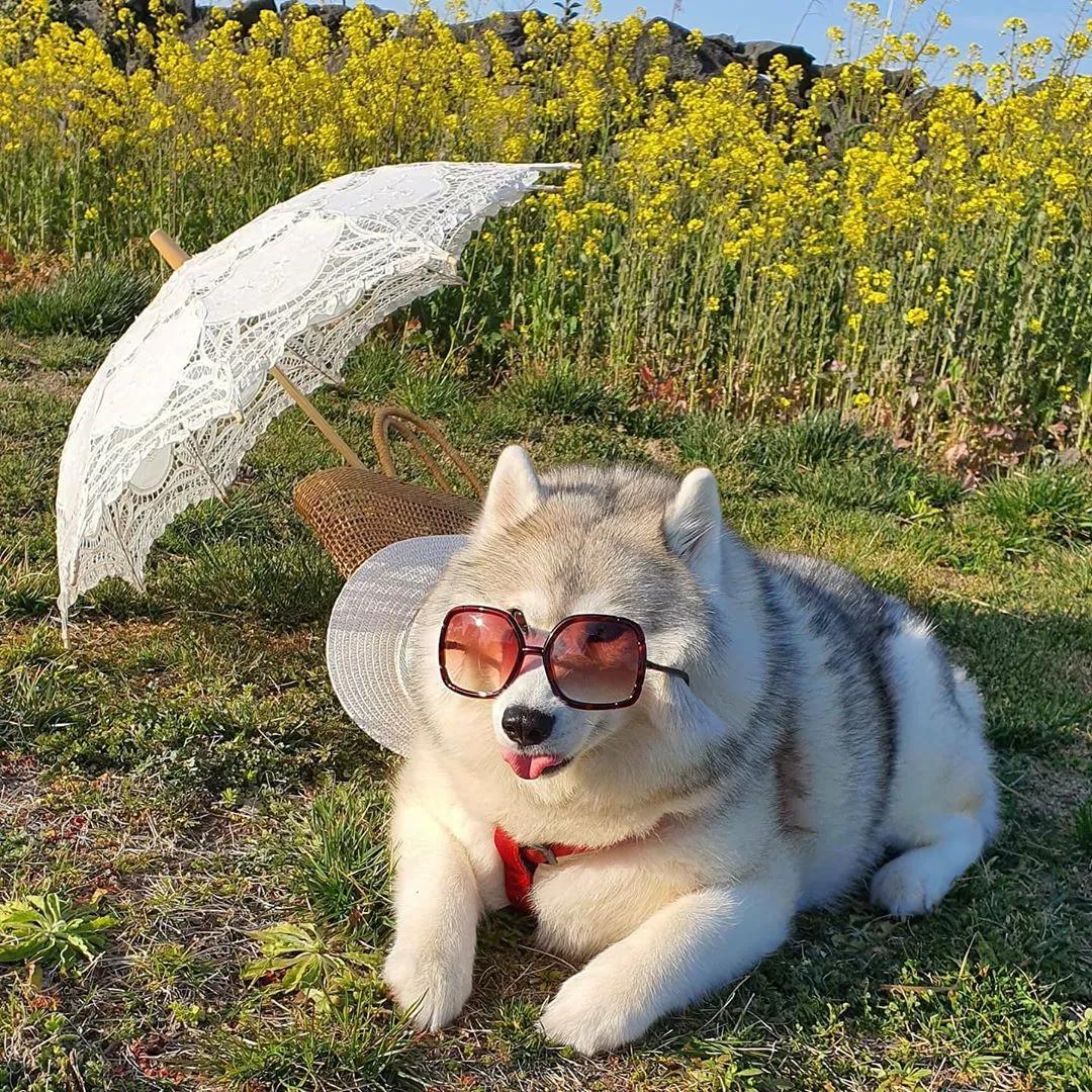 二哈减肥,为什么二哈会变瘦