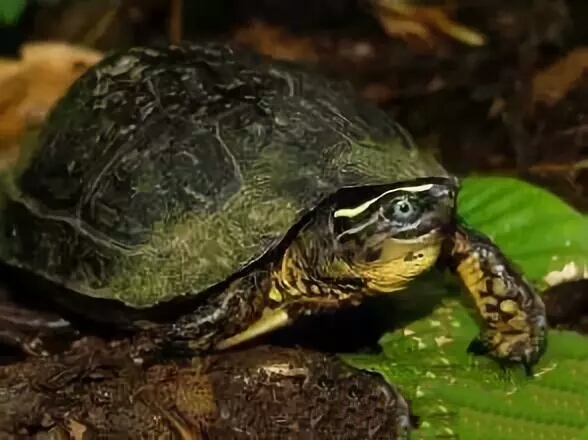 哥伦比亚拉丝木纹,哥伦比亚木纹龟好养吗