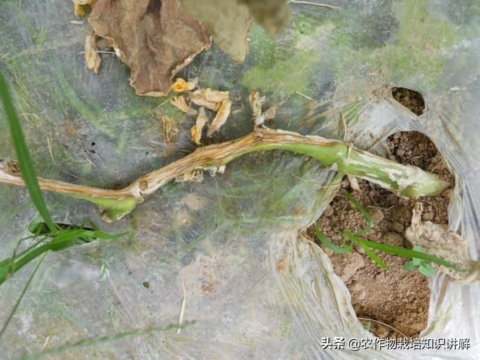 黄瓜死棵烂苗,黄瓜秧生病治疗小妙招