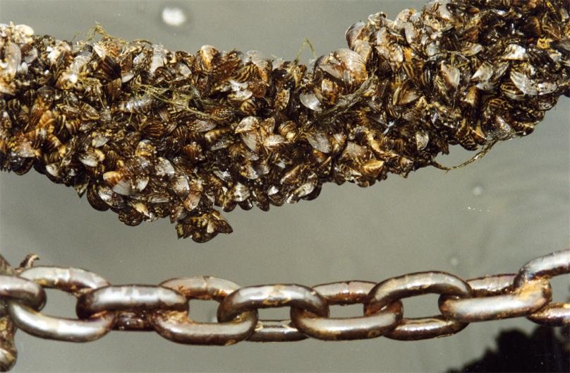 7次逼停核电站,每年花5亿美元治理,小小的贻贝如何坑惨美国?