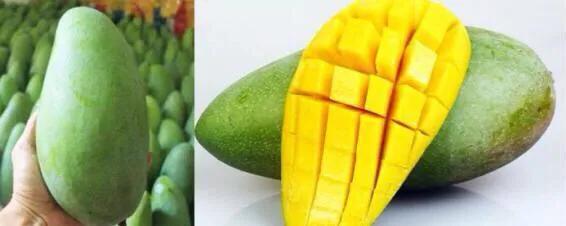 芒果品种西施芒,芒果品种四季蜜芒