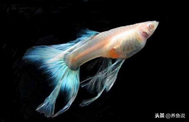 孔雀鱼苗水温多少度合适,孔雀育苗水温多少可以活