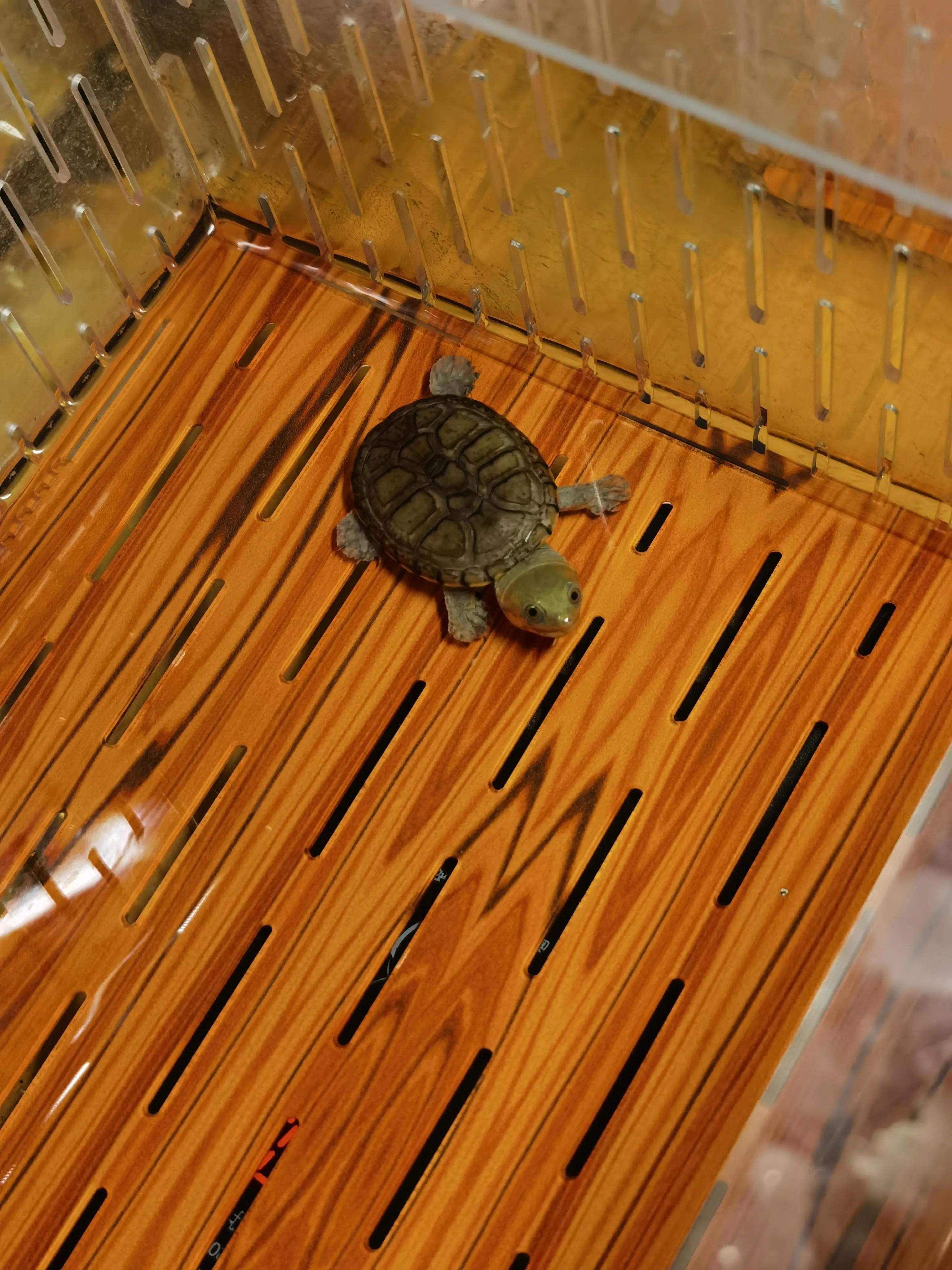 8cm的龟和2cm的龟可以混养吗,养龟技巧用什么盆