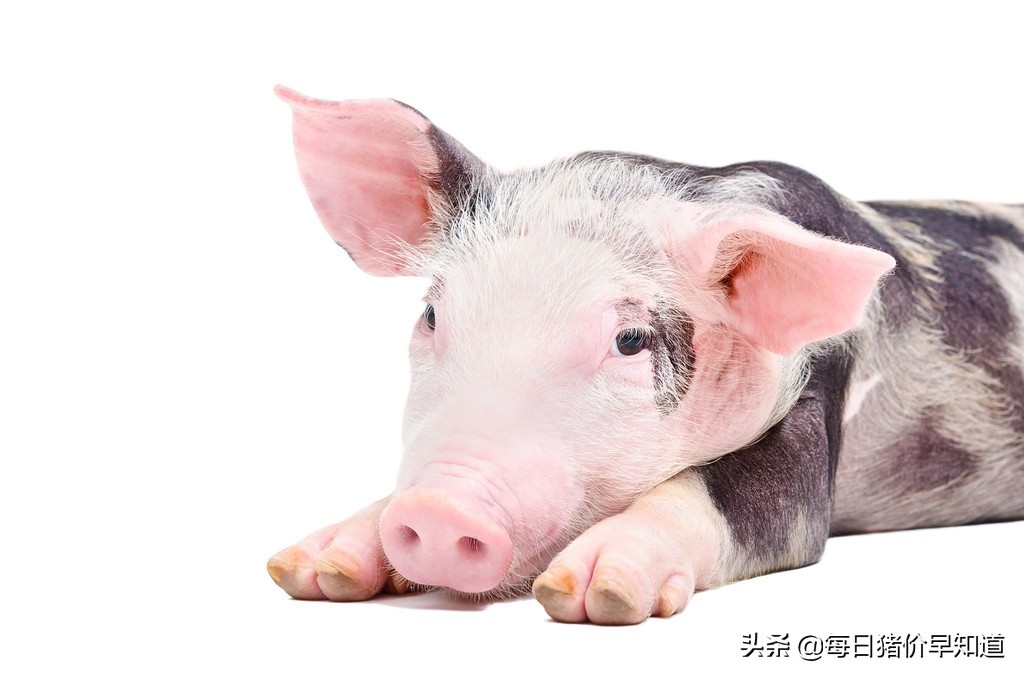 妊娠母猪的流产原因与保胎要点,妊娠母猪管理技巧