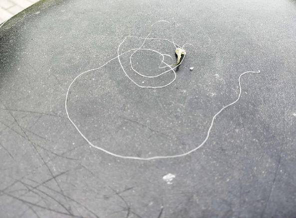 天鹅被鱼线缠住,天鹅被鱼线缠绕