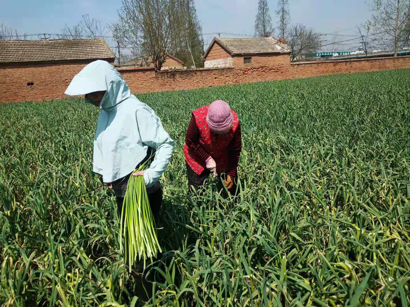 怎样采蒜苔,怎么抽蒜薹才能高产