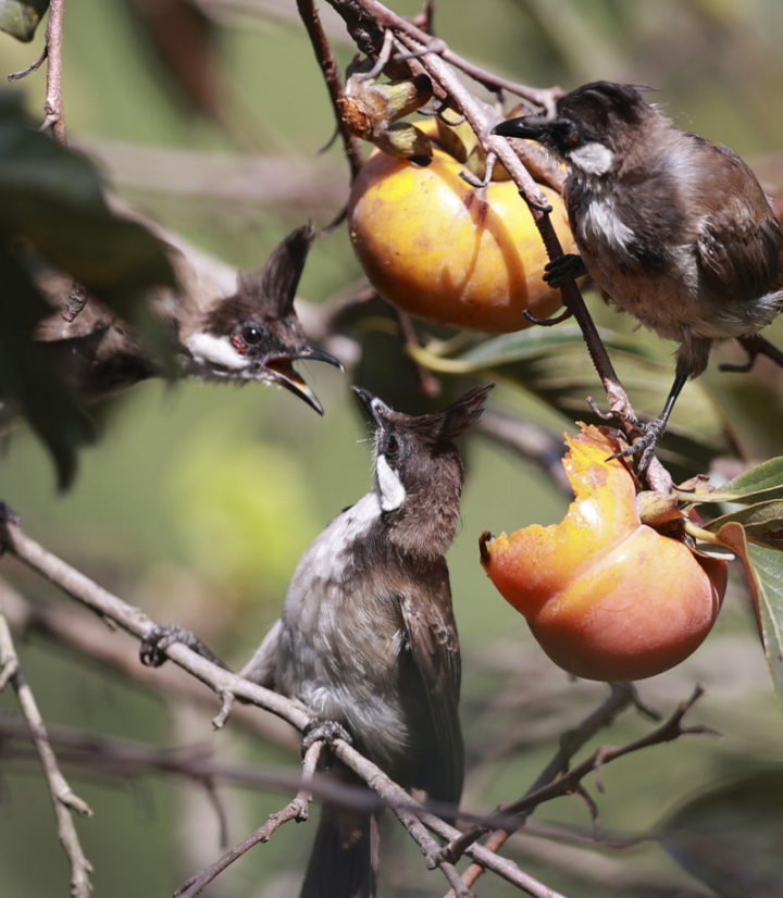 鸟中“C罗”来了！据说是西湖最酷的仔