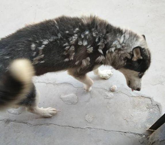 哈士奇毛发粗糙,哈士奇毛发会不会变黑