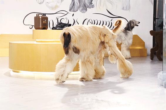 魔都哈士奇体验馆宠物咖啡,魔都哈士奇咖啡馆