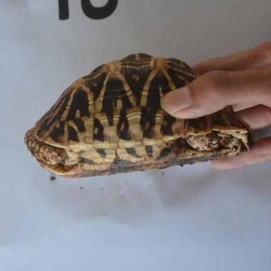 台州宠物龟被抓去哪里了,温岭宠物龟被抓