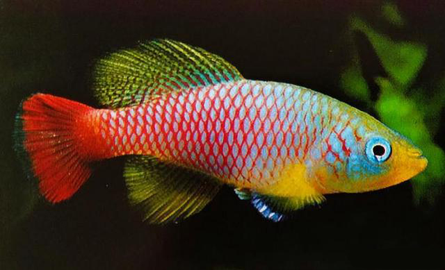 哪些观赏鱼不会伤害自己的宝宝,哪些观赏鱼不需要水草的