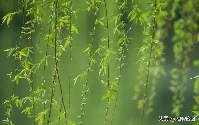 欣赏贺知章咏柳的意境美,咏柳贺知章写的咏柳赞美什么