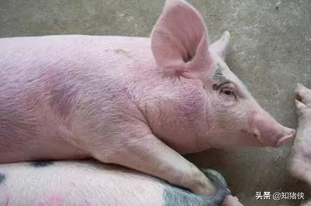 断奶仔猪眼睛红肿怎么办,断奶仔猪眼上有眼屎