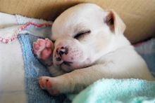 吉娃娃属于小型犬，但它的饲养方式跟其他小型犬一样吗？