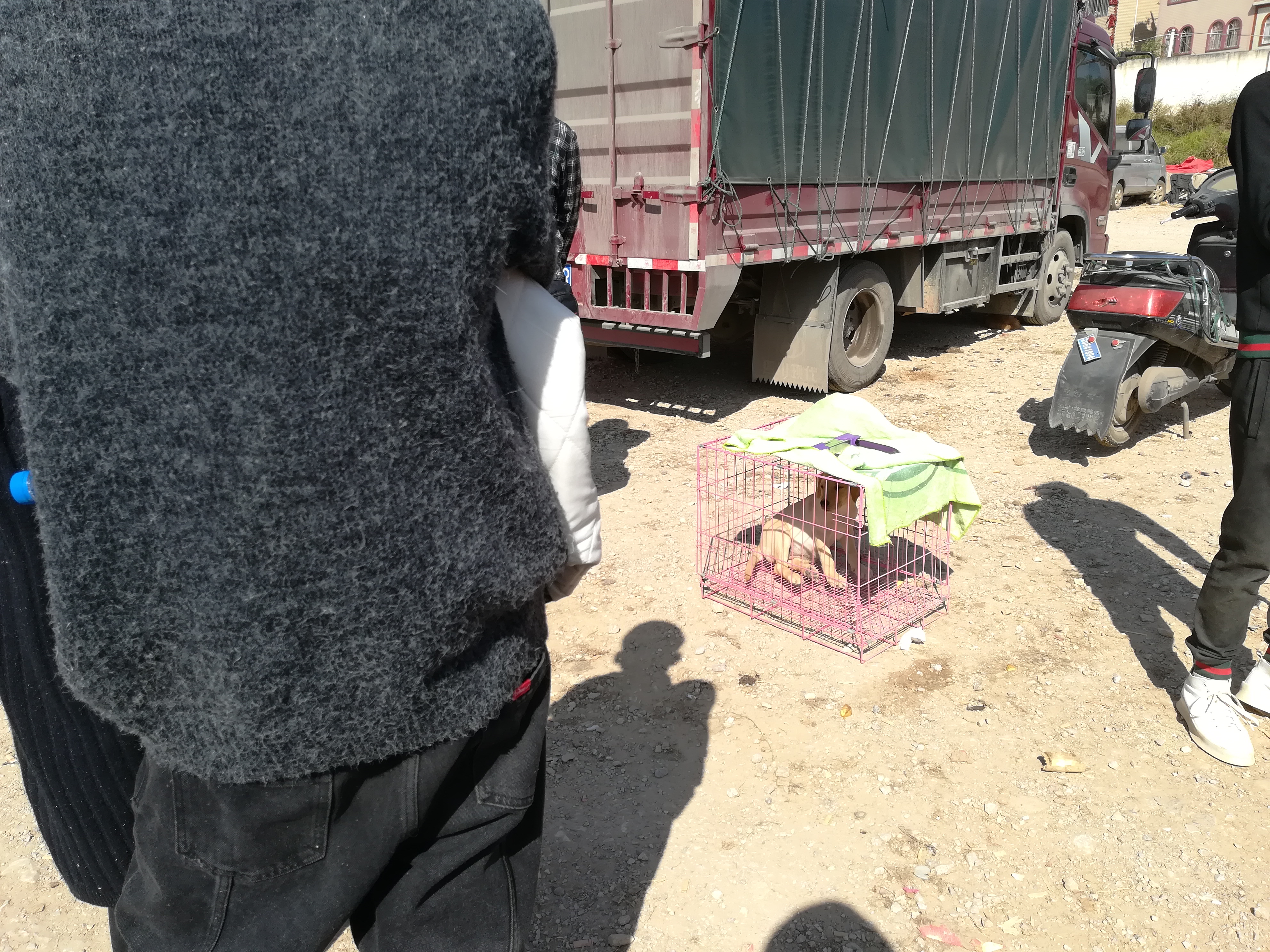 带血统证的拉布拉多价格,网上的拉布拉多卖多少钱一个