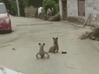 爆笑gif动图,看一遍笑哈哈的gif搞笑动图