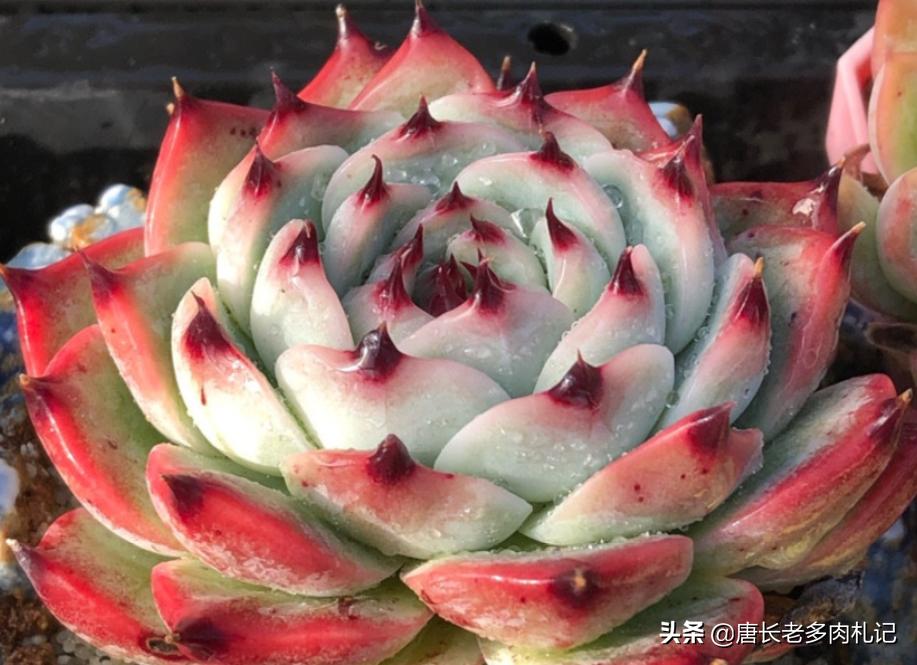 春天连续下雨露养的多肉怎么办,春天阴雨天气多肉要遮雨吗