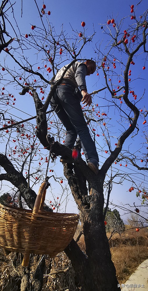 柿子怎么摘好吃又难摘,柿子在树上摘下来怎么弄才好吃