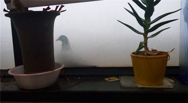 鸟类怎么样躲避极干旱的天气,野生动物如何躲避暴风雨