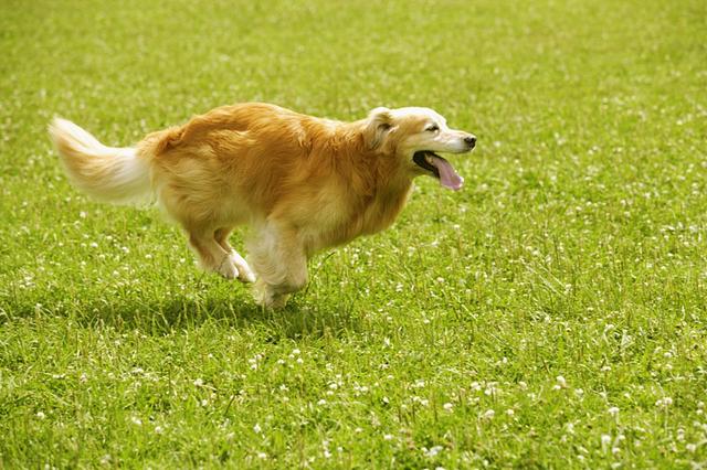 狗狗便秘了如何帮助狗狗排便,狗狗便秘怎么让狗狗排出粪便