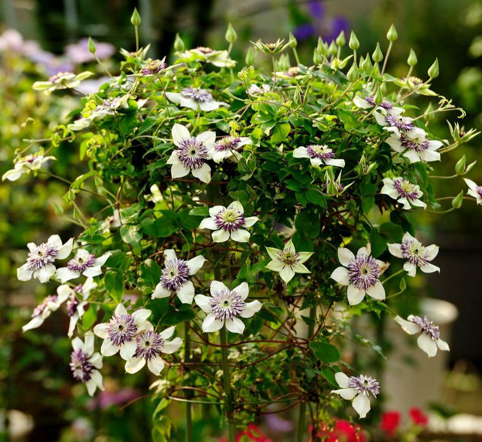 铁线莲花苞被虫子吃了,铁线莲花瓣被虫吃了怎么办