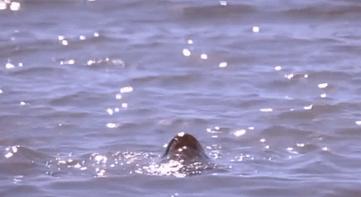 影史上10大美人,影史上十大美人