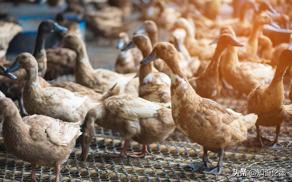 这才是农村最有前景的养殖项目,东北适合养殖什么不愁销路投资少