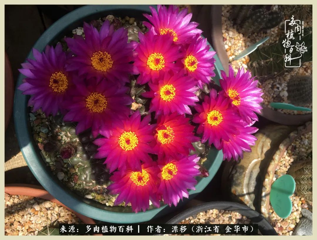 仙人球开花的惊艳瞬间,仙人球开花惊艳了6月