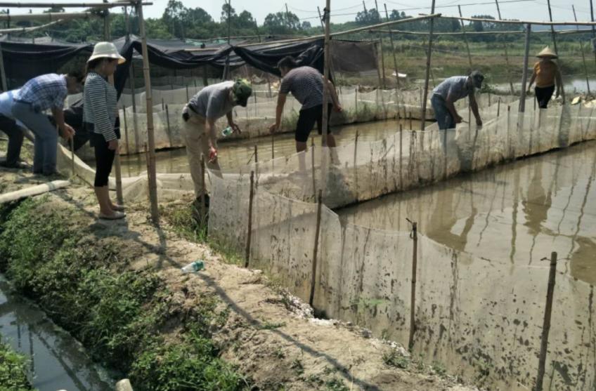 牛蛙预防腹水病,牛蛙腹水病用什么药消毒