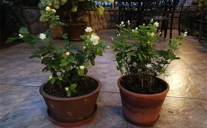 盆栽花发蔫什么原因,买回来的花很快就蔫的原因