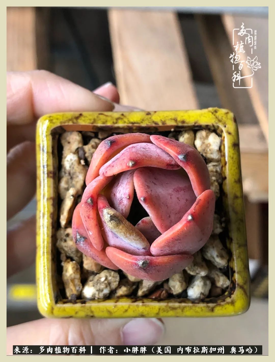 多肉小白入坑攻略,多肉小白2个月成功入坑